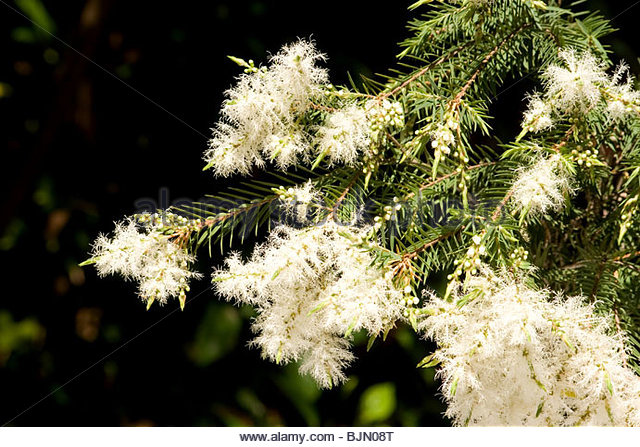 Melaleuca alternifolia